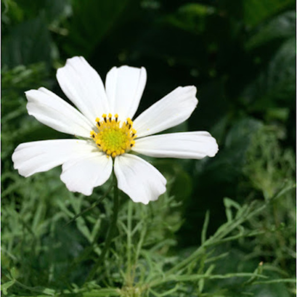 Meet your Posher, Swent - Picture 1 of 1